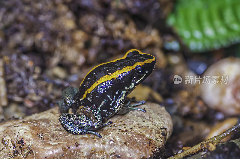 这种可爱的毒蛙(Phyllobates lugubris)是石蛙科的一种青蛙，发现于哥斯达黎加、尼加拉瓜和巴拿马。